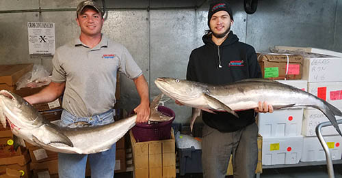 Two Men holding large fish.